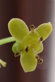  Male flower-Upper view
